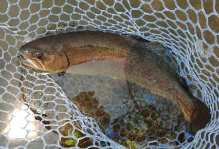暑いけど釣れる ～フィッシングパーク高島の泉～
